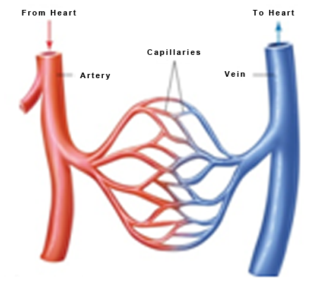 Blood-Vessel-Example